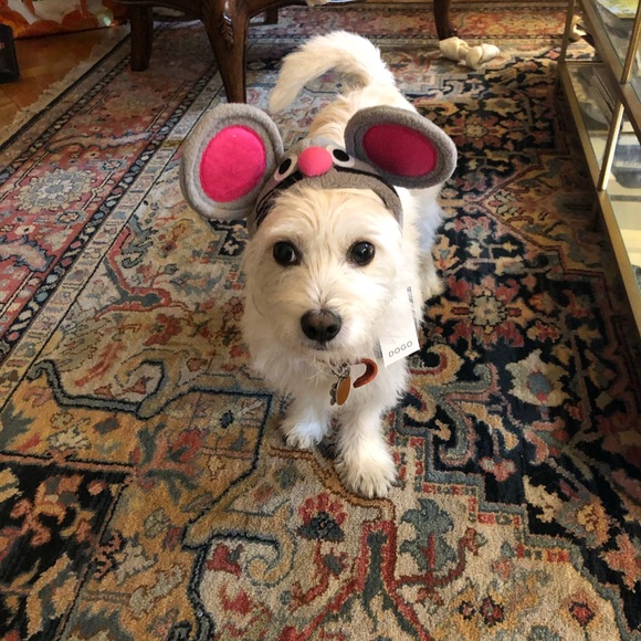 Meet your Posher, Kathleen - Picture 2 of 5